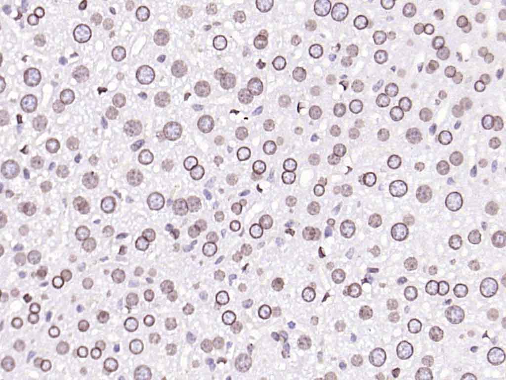 核纤层蛋白A抗体-bsm-34042M